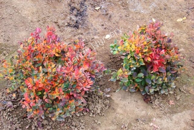 Fothergilla gardenii 