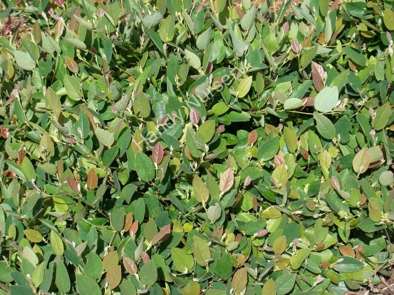 Fothergilla gardenii 