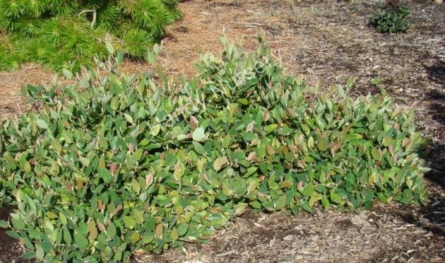 Fothergilla gardenii 