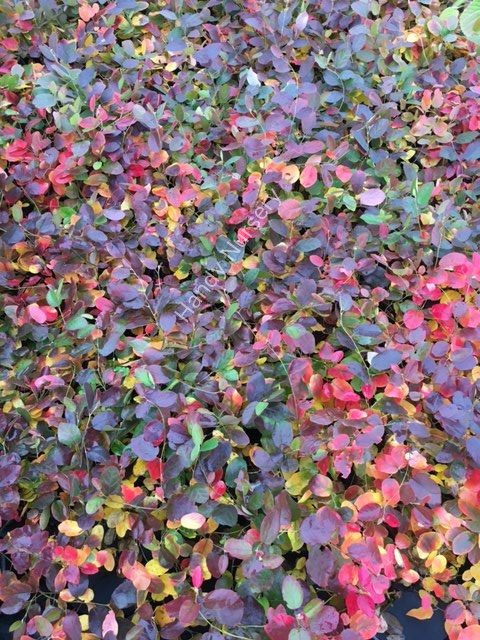 Fothergilla gardenii 