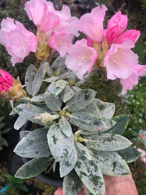 Rhododendron 