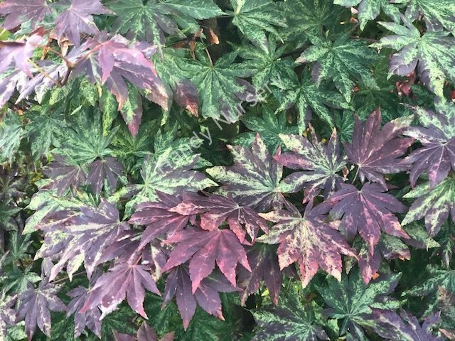 Acer sieboldianum