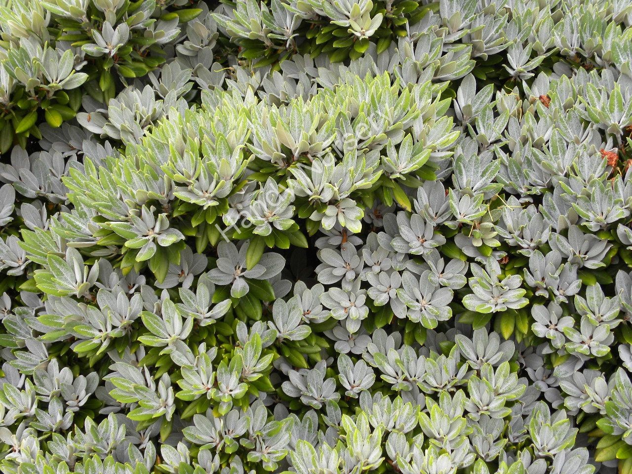 Rhododendron 