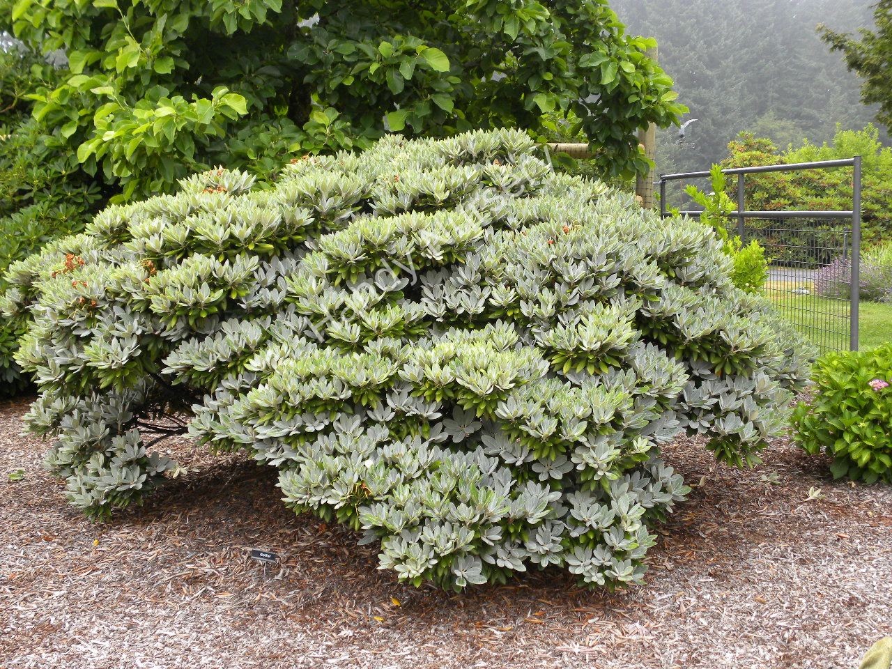 Rhododendron 