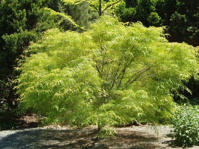 Acer palmatum
