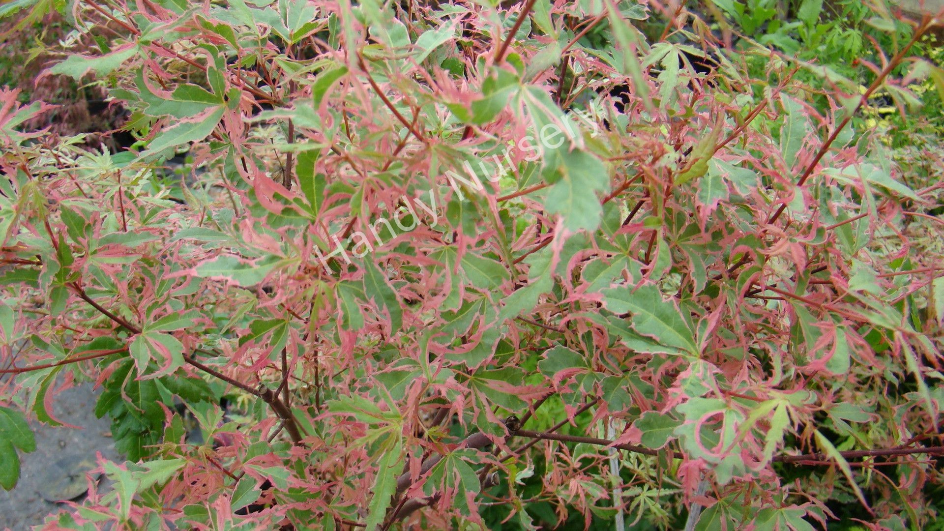 Acer palmatum